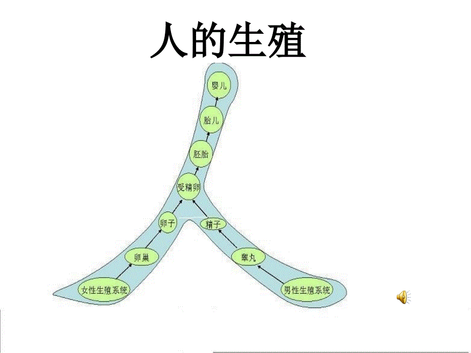 生物：12《人的生殖》课件5(人教版七年级下)_第1页