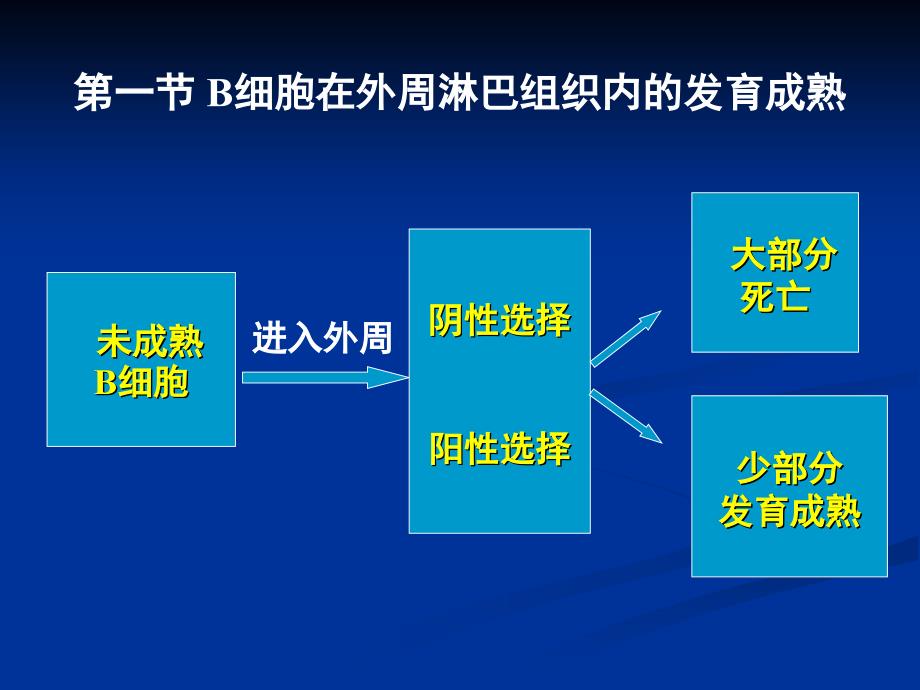 第六章适应性免疫细胞―B细胞_第4页