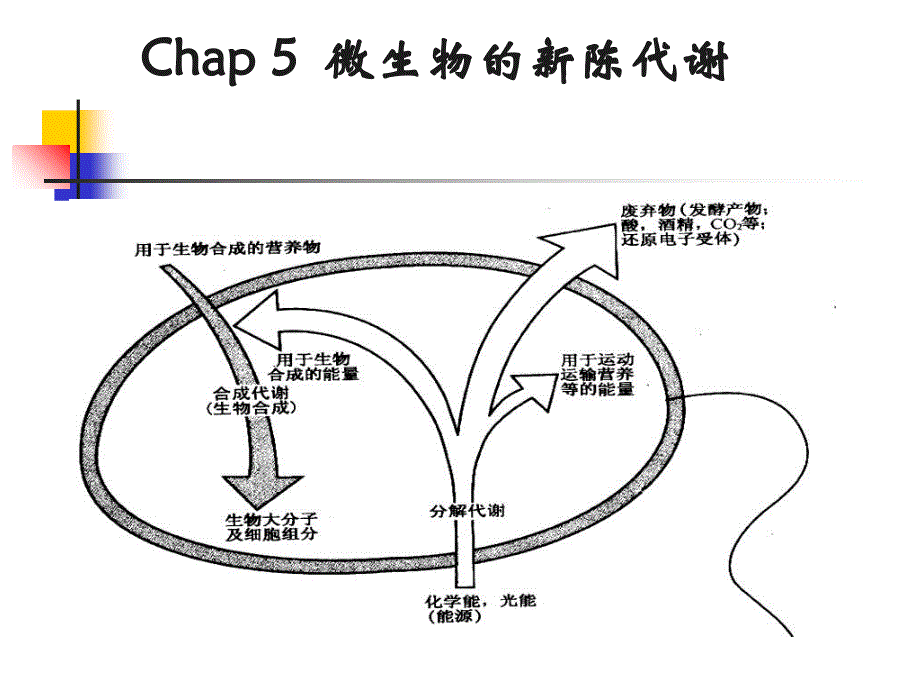 微生物的代谢与发酵_第1页