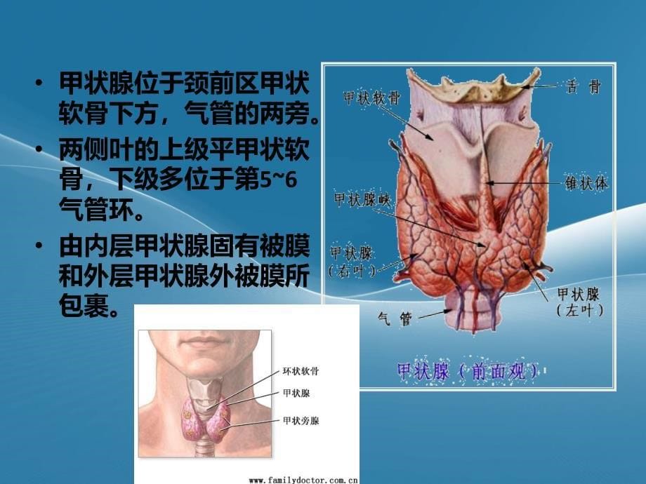 甲状腺疾病护理PPT课件02_第5页