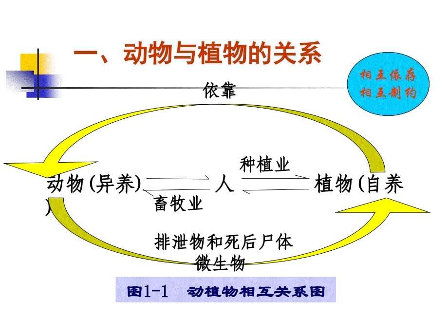 动物与饲料的化学组成.ppt_第5页