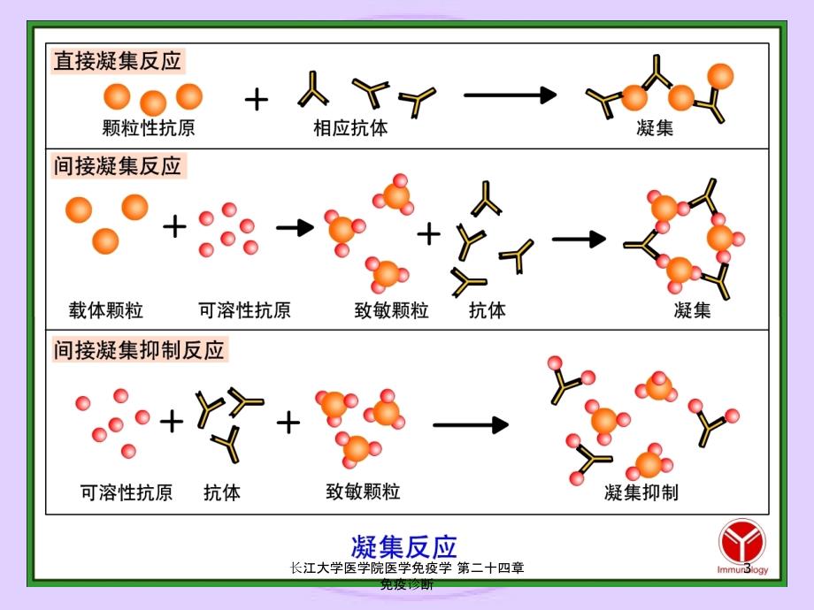 长江大学医学院医学免疫学第二十四章免疫诊断课件_第3页