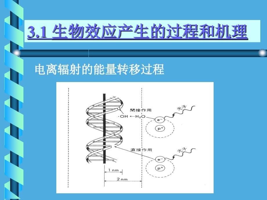 电离辐射的生物效应PPT33页_第5页