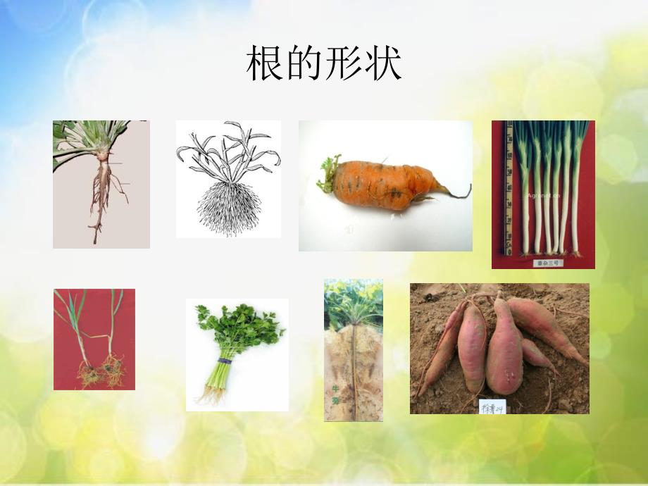 青岛小学科学四上《2-植物的根》PPT课件-(1)_第3页