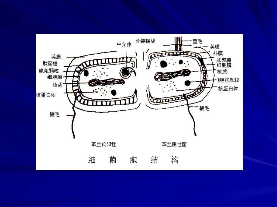 第九讲其它侵染性病害_第3页