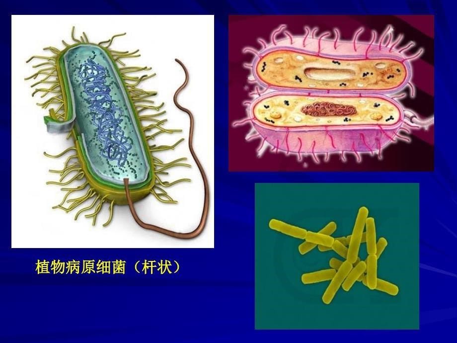 第九讲其它侵染性病害_第5页