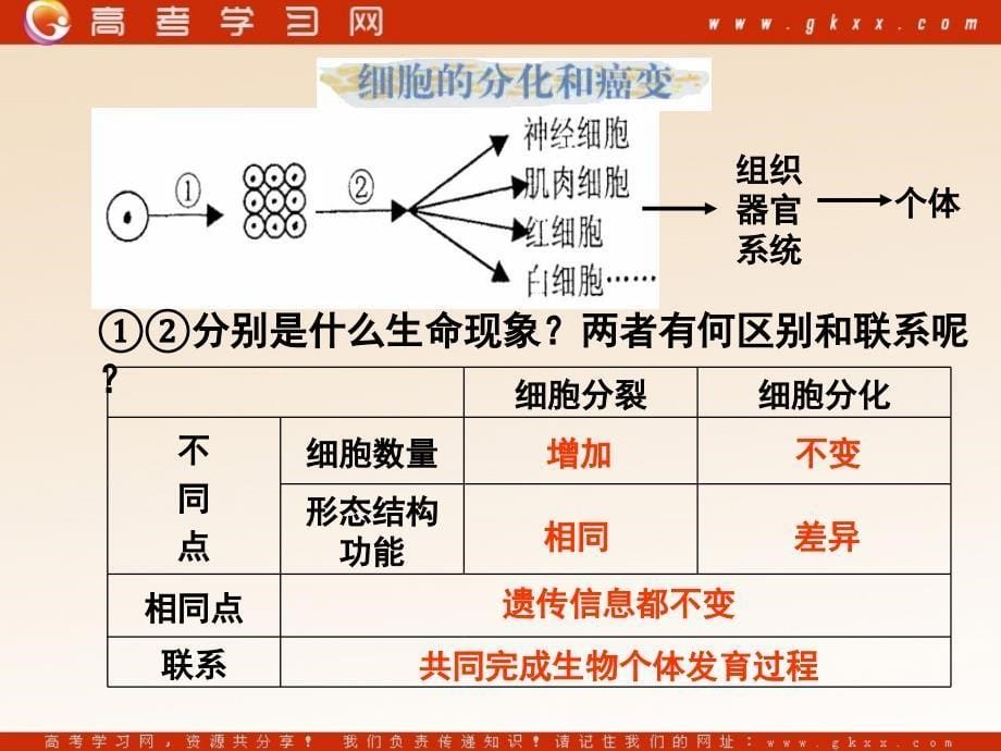 高中生物《细胞的分化》课件3（24张PPT）（新人教版必修1）_第5页