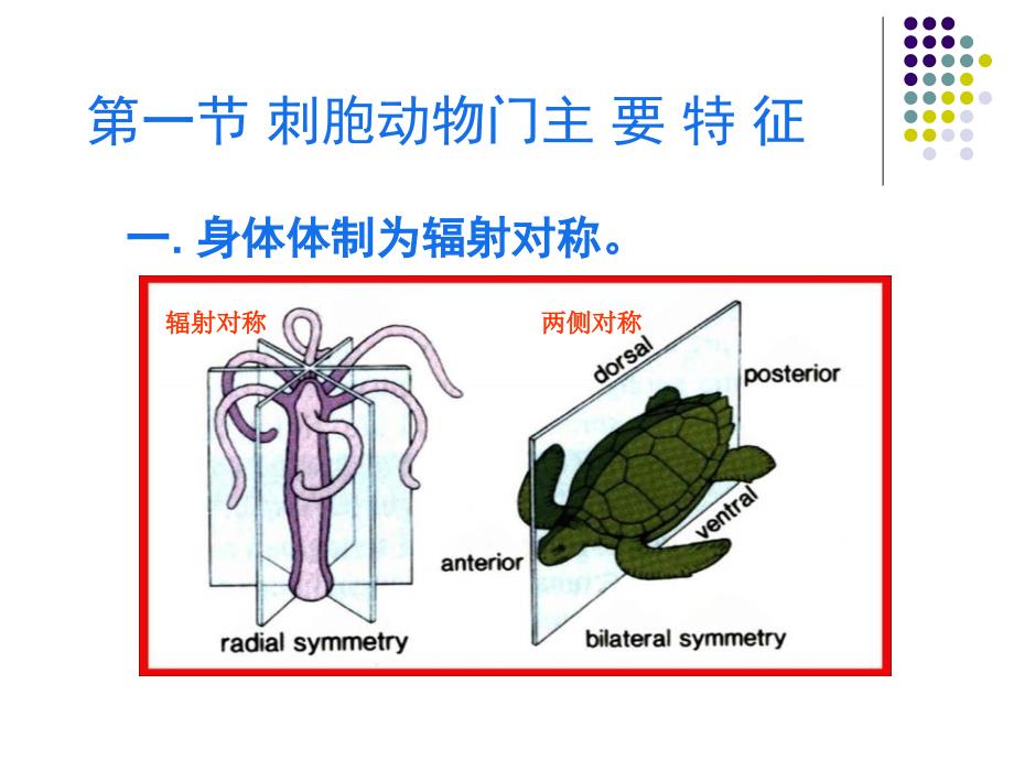 第四章刺胞动物门之一_第2页