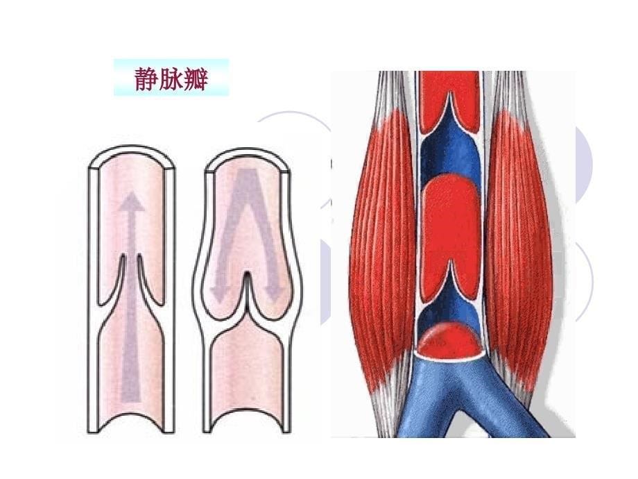 七年级下册生物血管_第5页