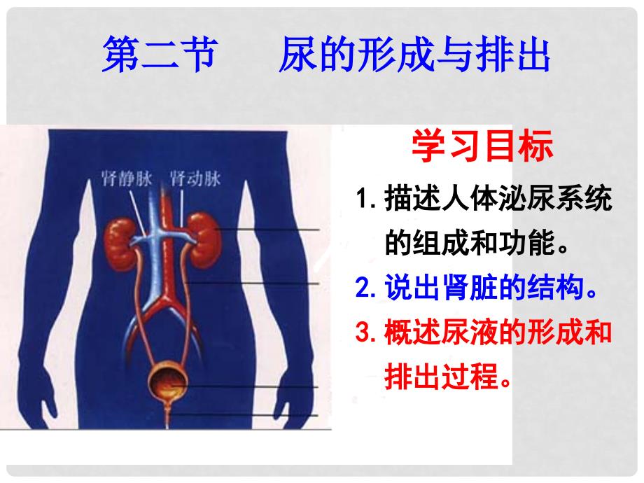 七年级生物下册 第11章 第二节 尿的形成和排出课件1 北师大版_第1页