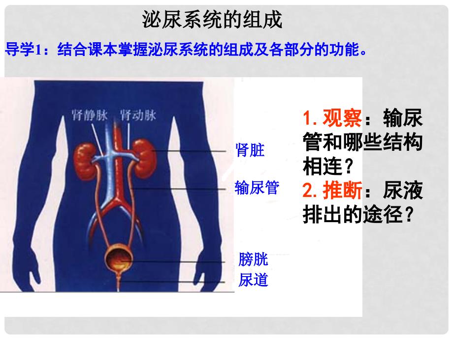 七年级生物下册 第11章 第二节 尿的形成和排出课件1 北师大版_第3页