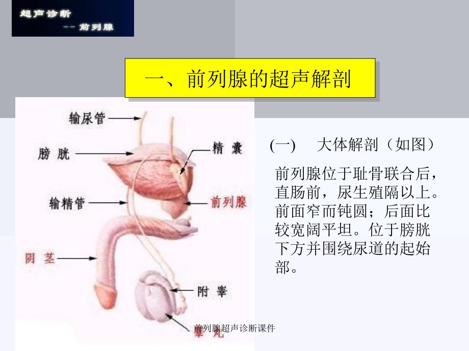 前列腺超声诊断课件_第2页