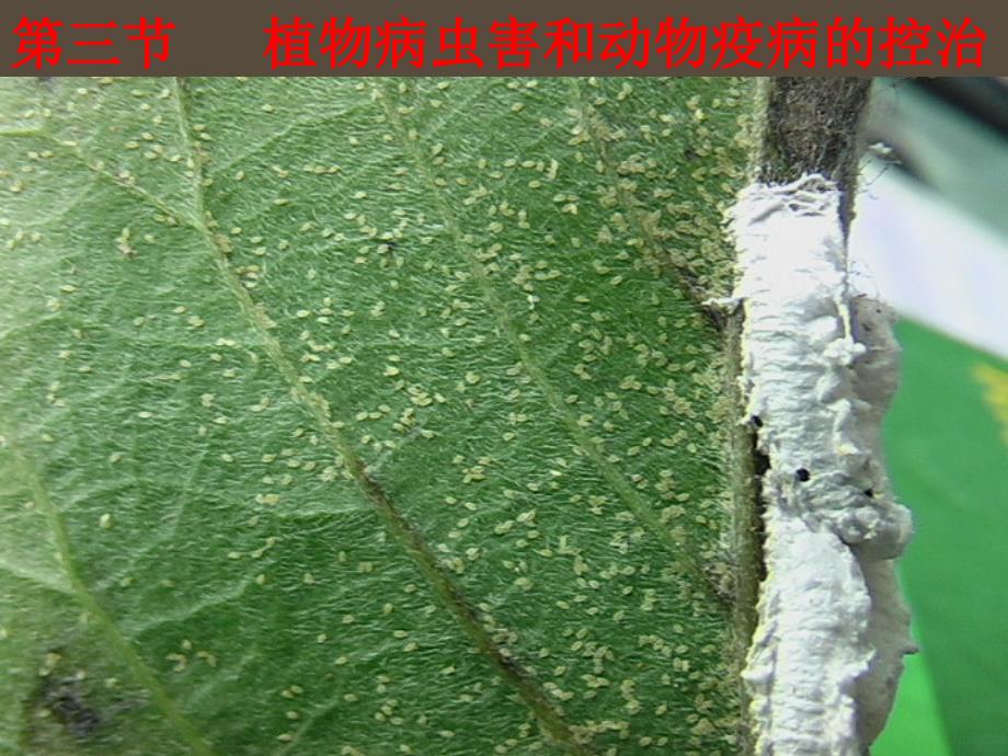 高中生物 2.3《植物病虫害的防治原理和方法》课件3 新人教版选修2_第1页