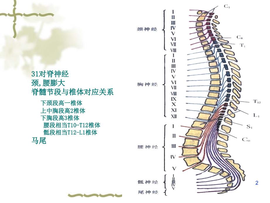 脊髓血管病ppt课件_第2页