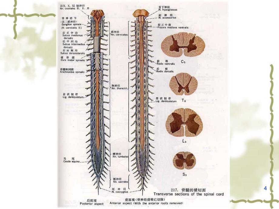 脊髓血管病ppt课件_第4页