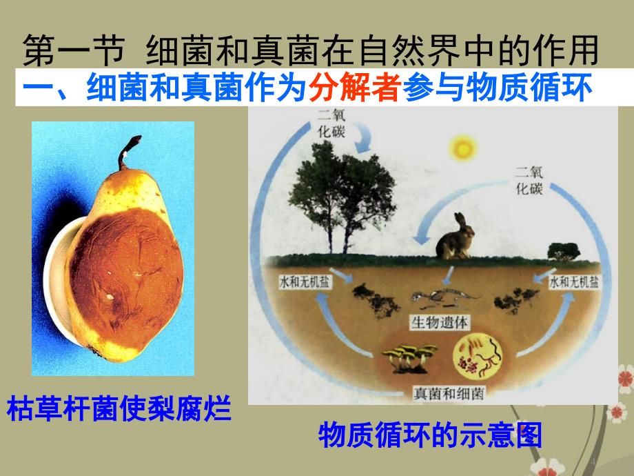 八年级生物上册第五单元51细菌和真菌在自然界中的作用_第4页