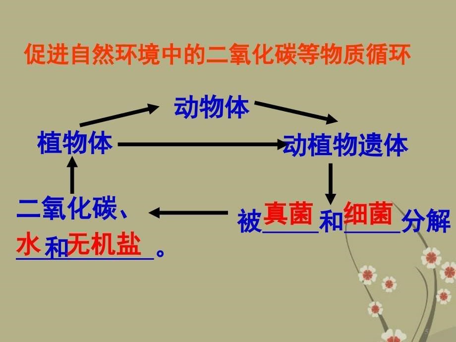 八年级生物上册第五单元51细菌和真菌在自然界中的作用_第5页