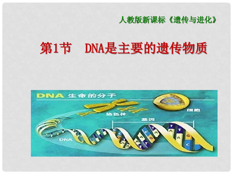 高中生物 3.1 DNA是主要的遗传物质课件 新人教版必修2_第1页