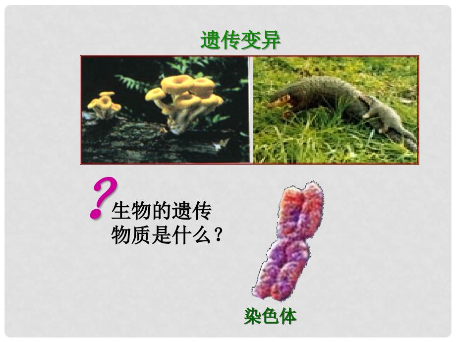 高中生物 3.1 DNA是主要的遗传物质课件 新人教版必修2_第2页