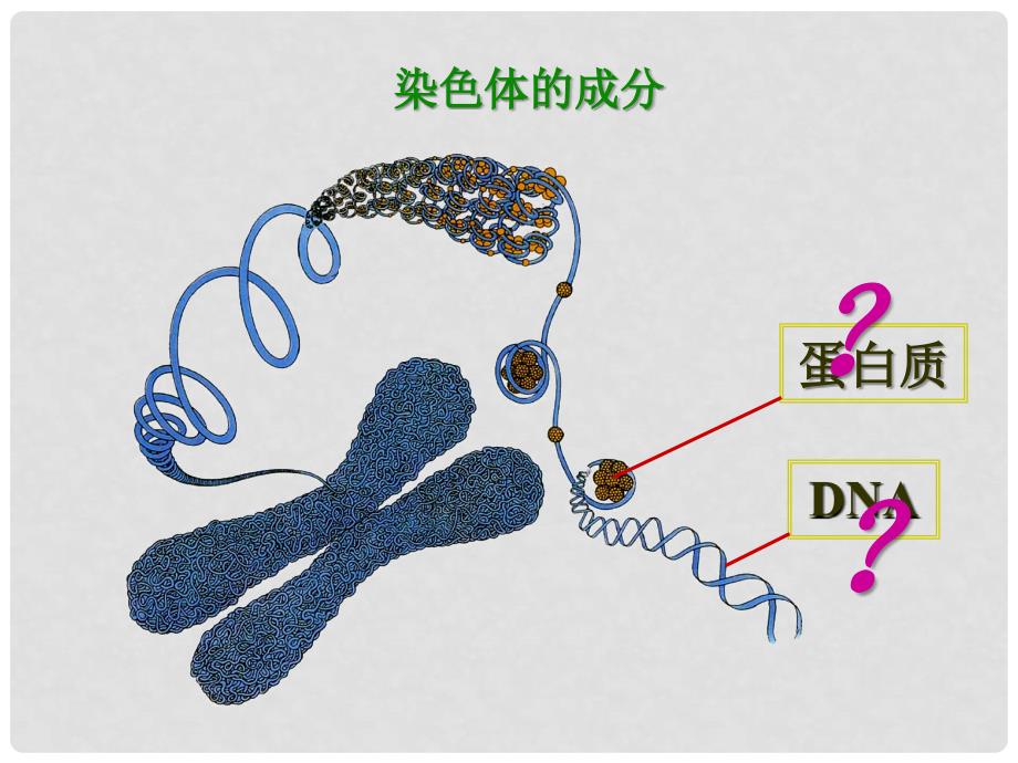 高中生物 3.1 DNA是主要的遗传物质课件 新人教版必修2_第3页