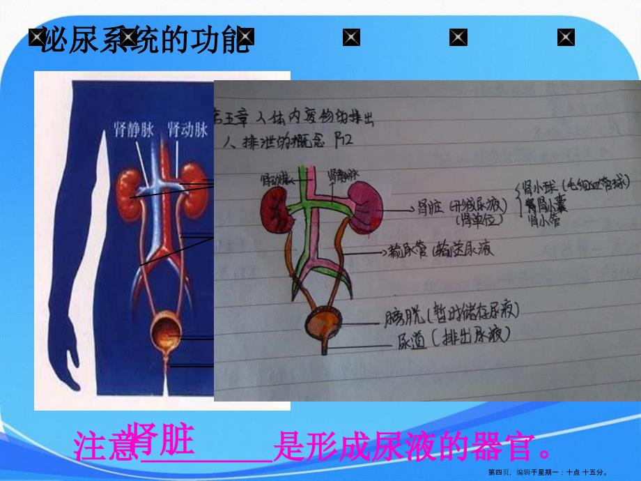 人教版生物七年级下册第四单元第五章人体内废物的排出课件1_第4页