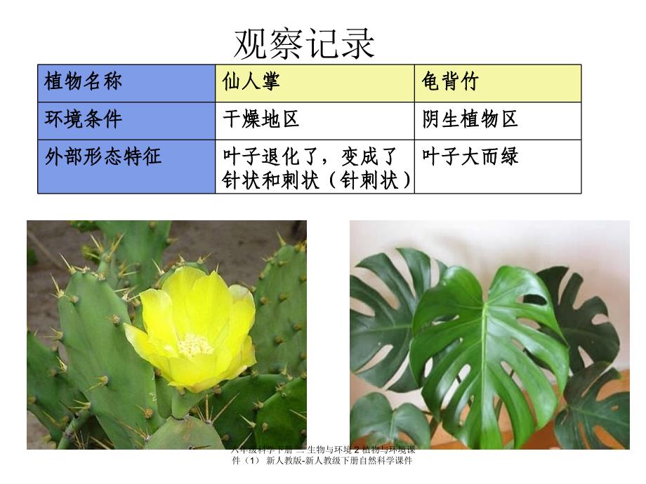 最新六年级科学下册二生物与环境2植物与环境课件1_第4页