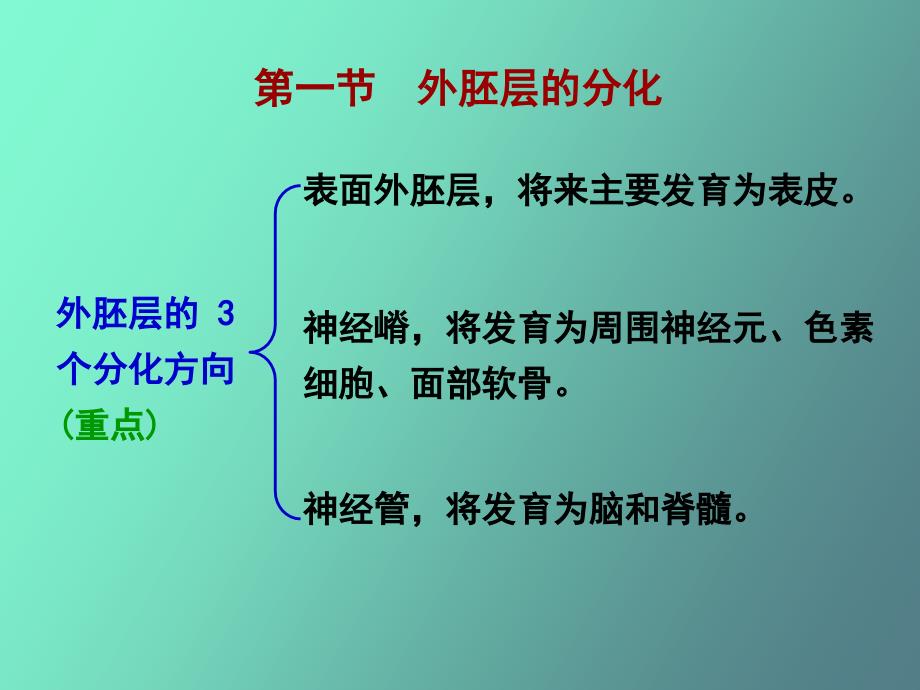 胚层分化和器官发生_第2页