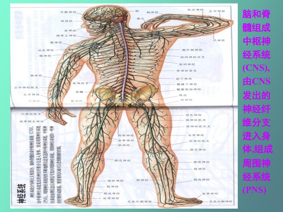 胚层分化和器官发生_第3页