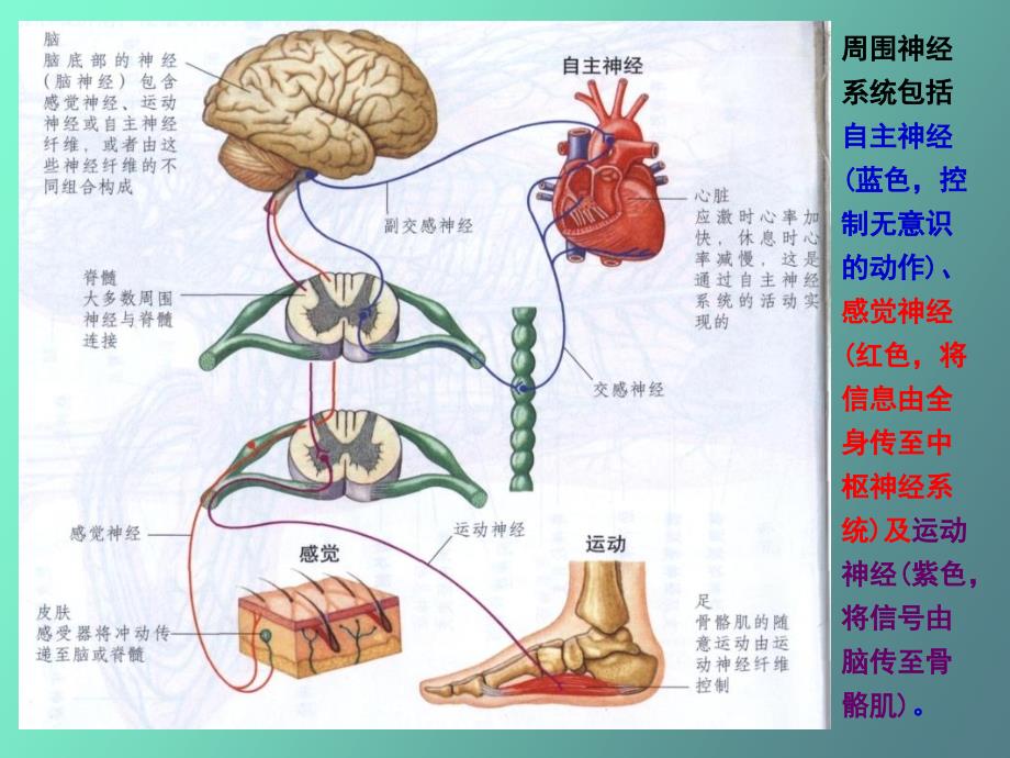 胚层分化和器官发生_第4页