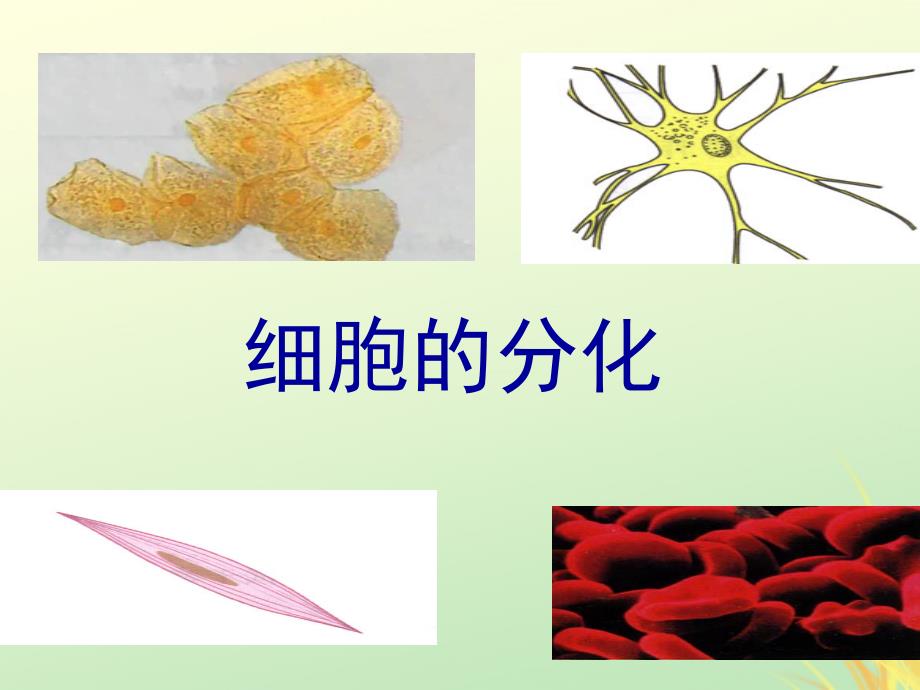 高中生物专题6.2细胞的分化同步课件新人教版必修1_第1页