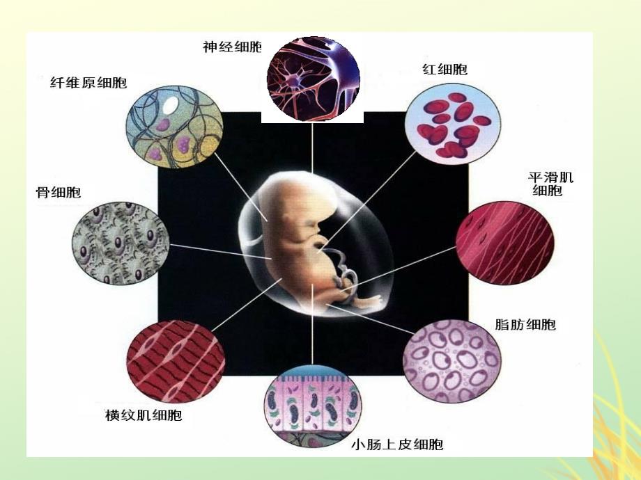 高中生物专题6.2细胞的分化同步课件新人教版必修1_第2页