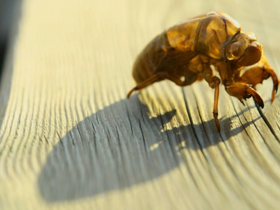 八年级生物下册 21.3 昆虫的生殖与发育 苏教版_第4页