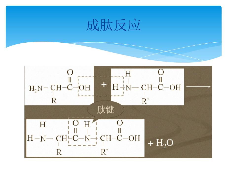 营养素与能量PPT课件_第2页