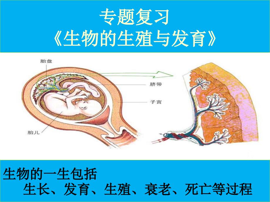 中考专题复习《生物的生殖和发育》ppt课件_第1页