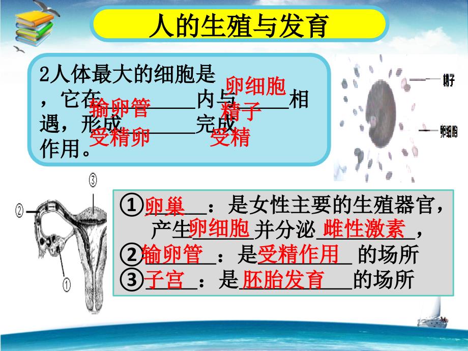 中考专题复习《生物的生殖和发育》ppt课件_第4页