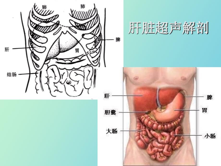 消化系统超声_第3页