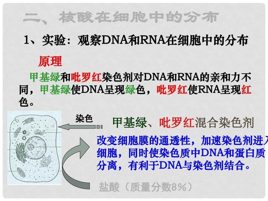 高中生物 第二章 第三节 遗传信息的携带者 核酸课件1 新人教版必修1_第5页