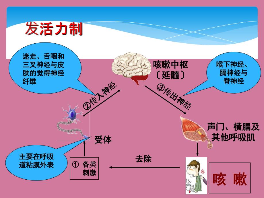 检体诊断学05咳嗽ppt课件_第4页