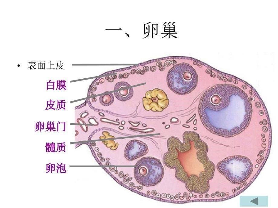 女性生殖系统课件2_第5页