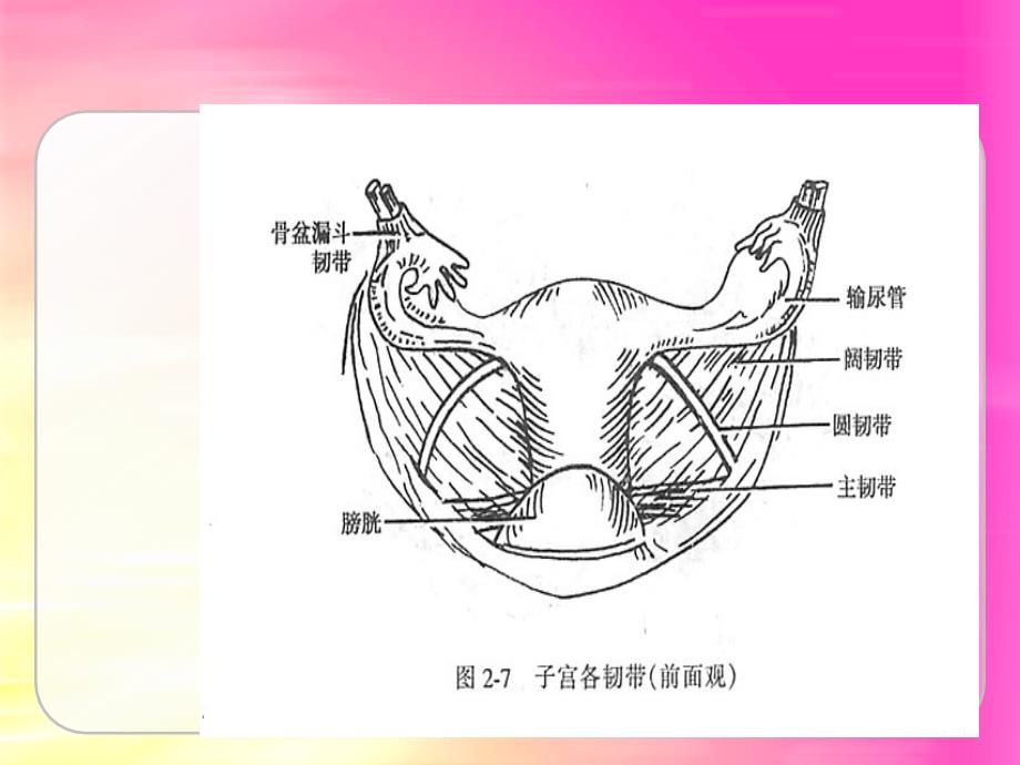 中医治疗子宫脱垂治疗课件_第4页