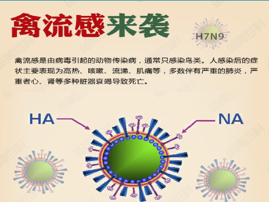 H7N9禽流感的预防和治疗主题班会_第4页