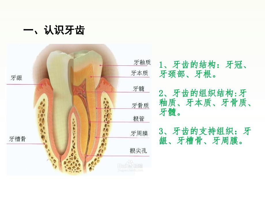 《口腔基础知识》PPT课件.ppt_第2页