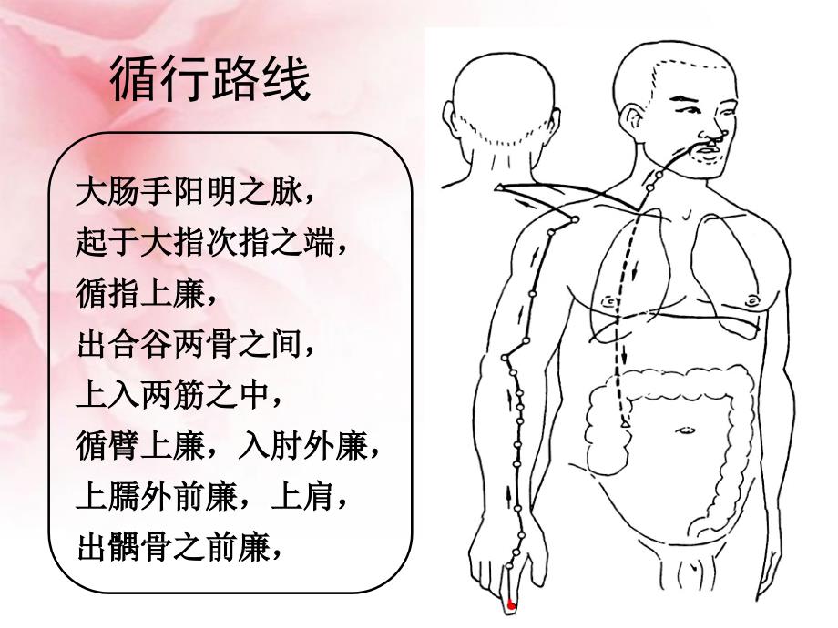 第11讲手阳明大肠经_第2页