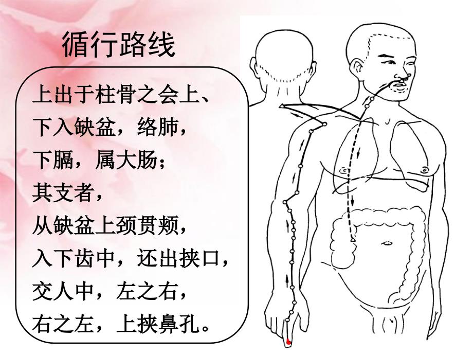 第11讲手阳明大肠经_第3页