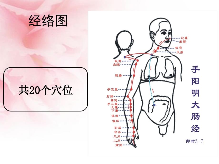 第11讲手阳明大肠经_第4页