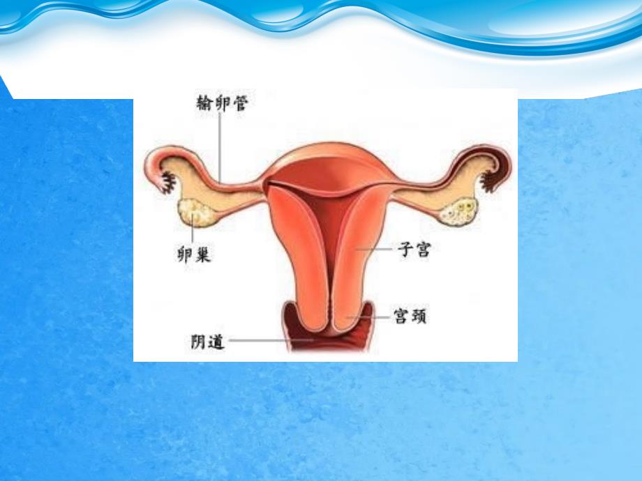 卵巢功能与免疫ppt课件_第3页