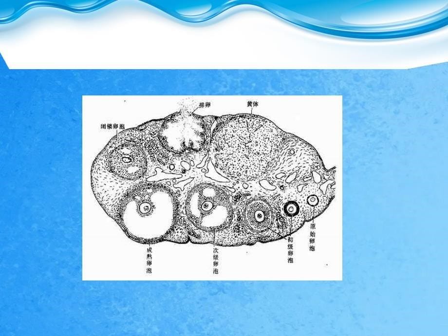 卵巢功能与免疫ppt课件_第5页