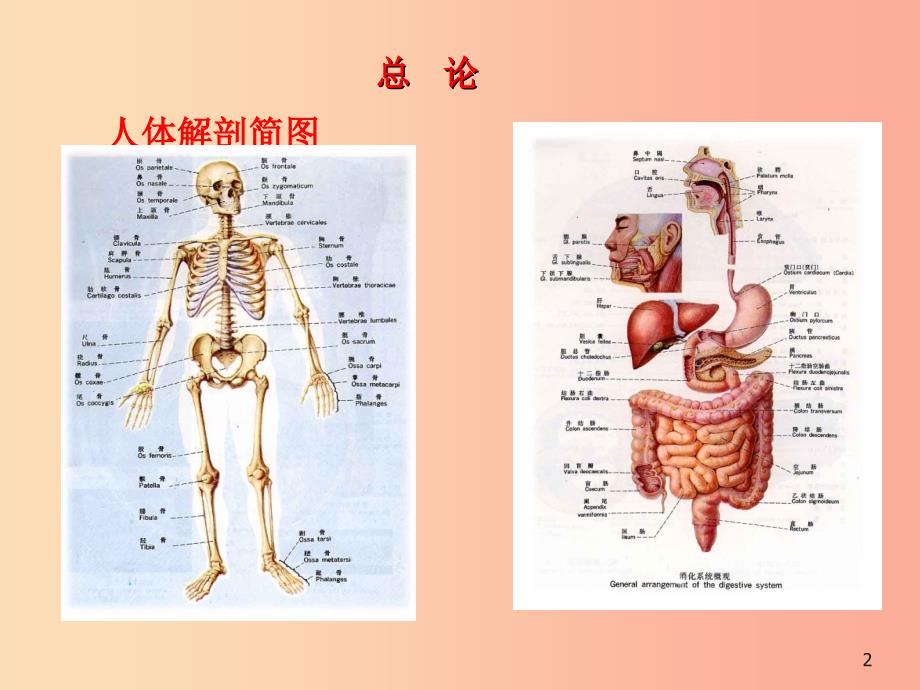 七年级生物下册5.2.2急救常识课件2鲁科版五四制.ppt_第2页