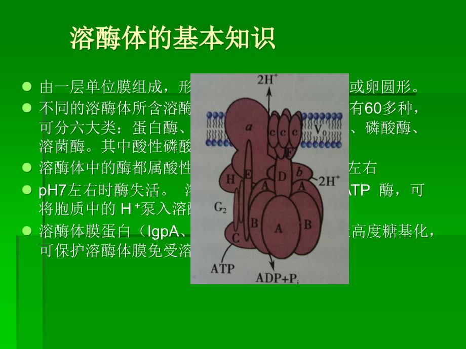 溶酶体与疾病_第3页