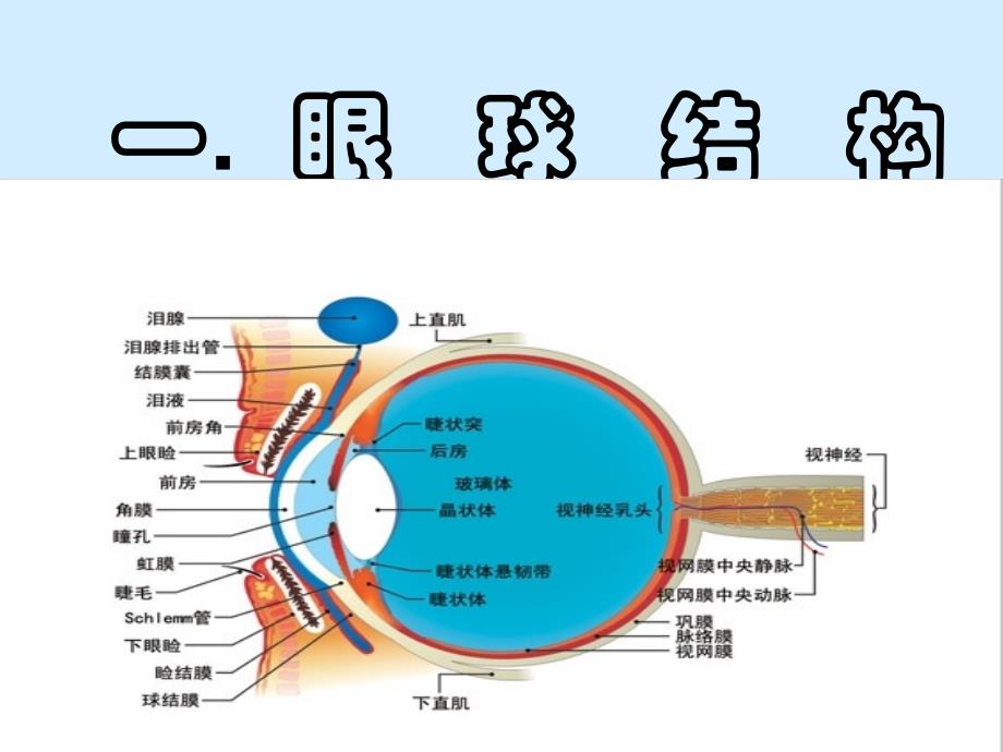 眼屈光学培训课件_第2页